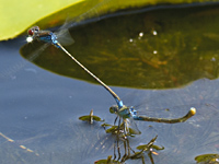 foto van Kleine roodoogjuffer, Erythromma viridulum