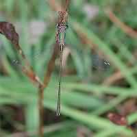 foto Chalcolestes viridis