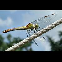 foto Sympetrum sanguineum