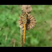 foto Sympetrum vulgatum