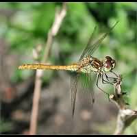 foto Sympetrum vulgatum