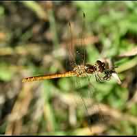 foto Steenrode Heidelibel