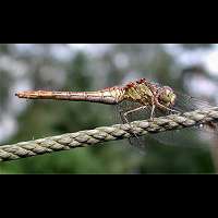 foto Sympetrum vulgatum