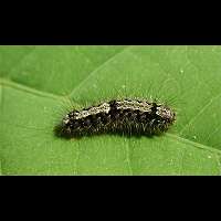 photograph of Buff Footman