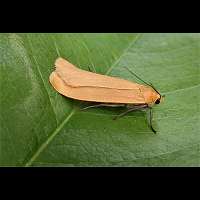 photograph of Orange Footman