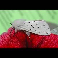 foto Spilosoma lubricipeda