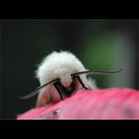 photograph of Spilosoma lubricipeda