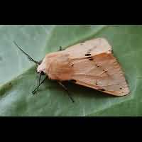 photograph of Spilosoma luteum