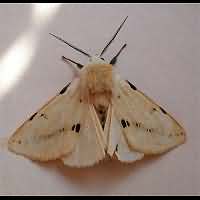 photograph of Spilosoma lutea