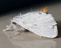 photograph Euproctis similis