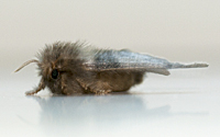 picture of Oak Processionary Moth