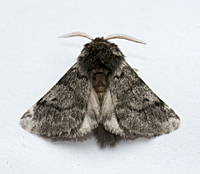 photograph Poecilocampa populi