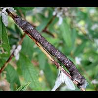 photograph of Peppered Moth