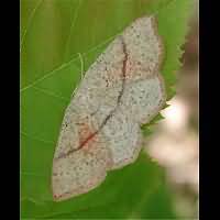 foto van Cyclophora punctaria