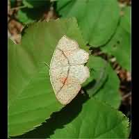 foto Cyclophora punctaria