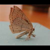 foto Cyclophora punctaria