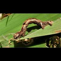 foto Ectropis bistortata