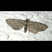 foto Eupithecia intricata