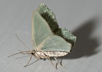 foto van Hemithea aestivaria