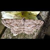 photograph of Hypomecis punctinalis