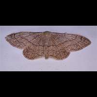 foto Idaea aversata