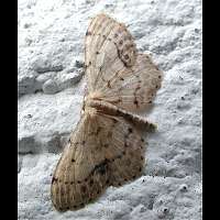 foto Idaea dimidiata