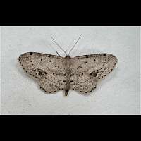 Photograph of Idaea dimidiata