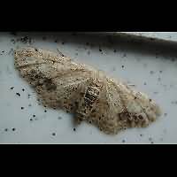 foto Idaea dimidiata