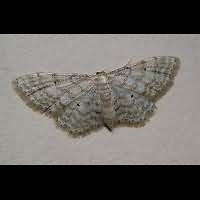 Photograph of Idaea fuscovenosa