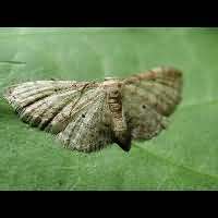 foto Idaea fuscovenosa