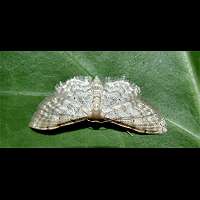 photograph of Idaea fuscovenosa