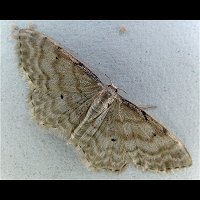 photograph of Idaea fuscovenosa