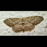 foto Idaea seriata