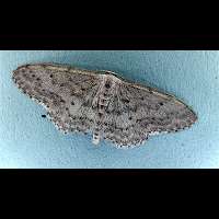 foto Idaea seriata