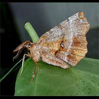 photograph of Selenia dentaria