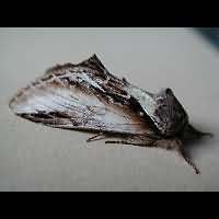 picture Lesser Swallow Prominent