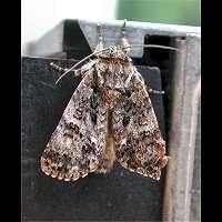 foto Acronicta rumicis