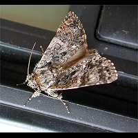 foto Acronicta rumicis