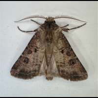 photograph of Agrotis clavis