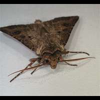 photograph of Agrotis clavis