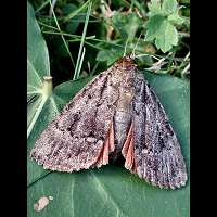 foto van Amphipyra berbera