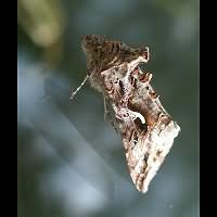 foto Autographa gamma