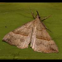 photograph of Hypena proboscidalis