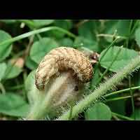 foto Melanchra persicariae