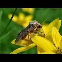 photograph of Common Rustic