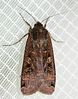 photograph of Noctua pronuba