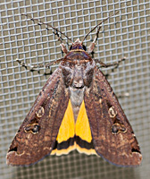 photograph of Noctua pronuba