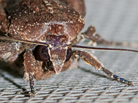 photograph of Noctua pronuba