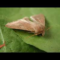 foto Orthosia cerasi