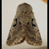 foto Orthosia gothica